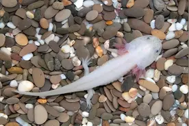 六角恐龙——墨西哥钝口螈是世上独一无二的生物图片