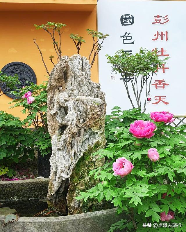 成都20000株牡丹惊艳盛放，华丽与黄墙相映，不愧是顶流赏花地！