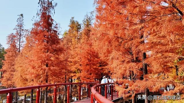 黄石新顶流打卡地！红杉林层林尽染 现实版“童话森林”