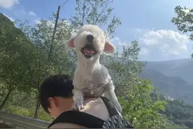 为什么你不应该随便抱你的狗？图片