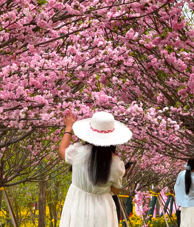 出片率100%！中山超浪漫樱花季上线！