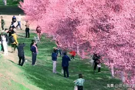 河堤路也到了最美的时刻，下个周一起去打卡开满花的渭河公园！图片