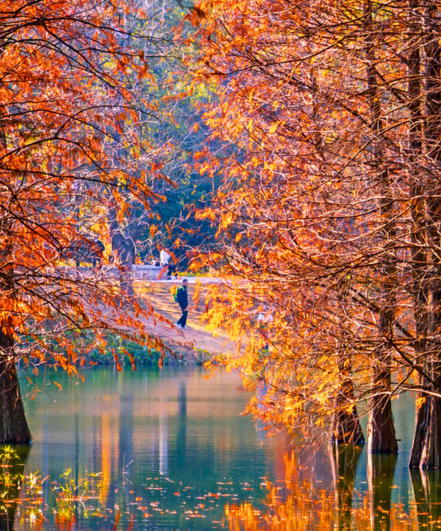 广东今日宜洗晒！落羽杉已换装，秋冬大片等你开机丨温度记