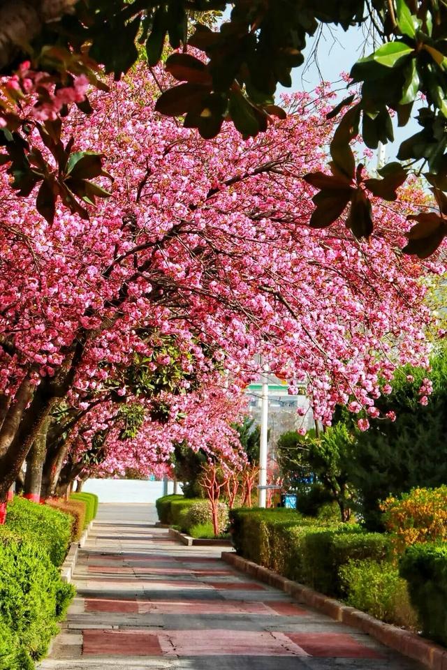 两当：一城繁花绘春色