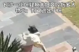 长沙一小区疑似疯犬狂奔咬伤多人，物业回应：咬了五六个人，狗已逃出小区图片