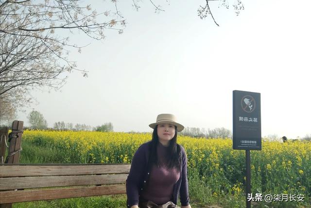 西安西北郊油菜花海美爆了，地方大花多，搭帐篷户外游玩好去处