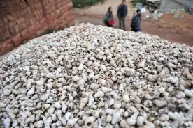 现在都是假螺蛳？古人吃出了4万平米螺蛳壳山，这些才是真螺蛳？图片