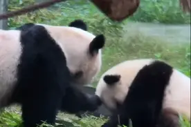 心疼又搞笑！大熊猫上演人教版揪耳朵图片