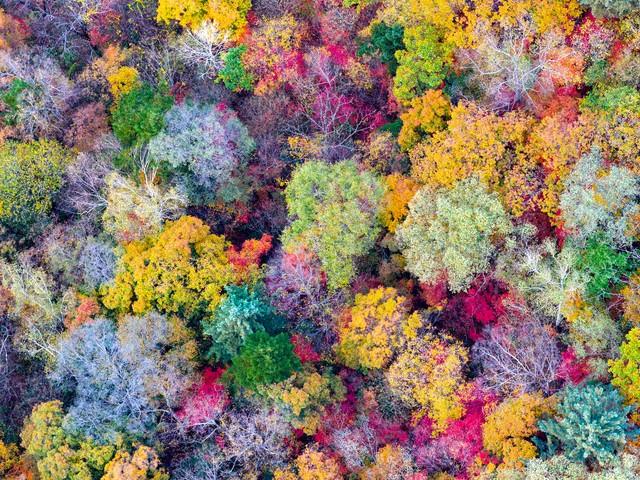 拿好不谢！重庆红叶季最全保姆级攻略，照着拍就对了！