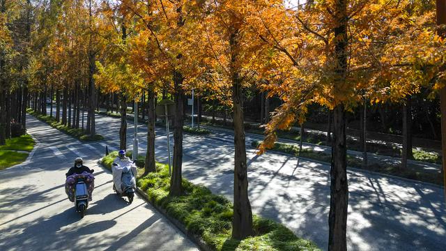 扬州长春路：半世纪水杉绘就生态走廊 “冬妆”