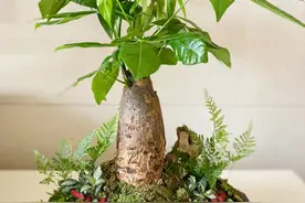 养发财树，只要做到“一点”，绝对越养越旺，年年枝叶油绿嫩叶多图片