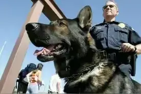 1998年，美国杂交犬将女主人折磨致死，多人为它求情，想收养它图片