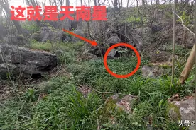 天南星不但长得像蛇而且还是蛇的克星，往往就长在蛇洞边图片