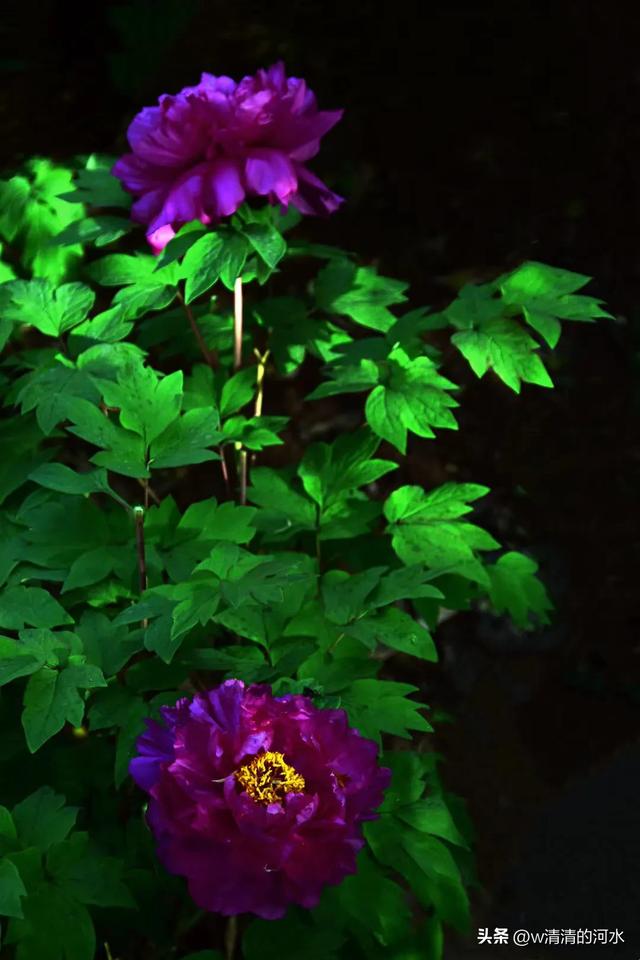 极美洛阳城牡丹迎春吐蕾绽放