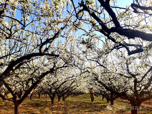周末游河北：邢台市威县，冀南平原一座被低估的美丽小城