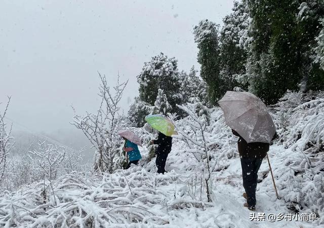 “小雪定冷暖”，今日小雪	，今年冬天是冷冬，还是暖冬？答案来了
