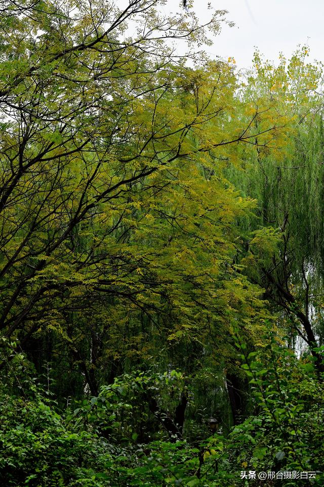 达活泉公园最美秋色（图）
