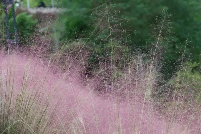 谁说重庆没有秋天?都藏在这些公园里→