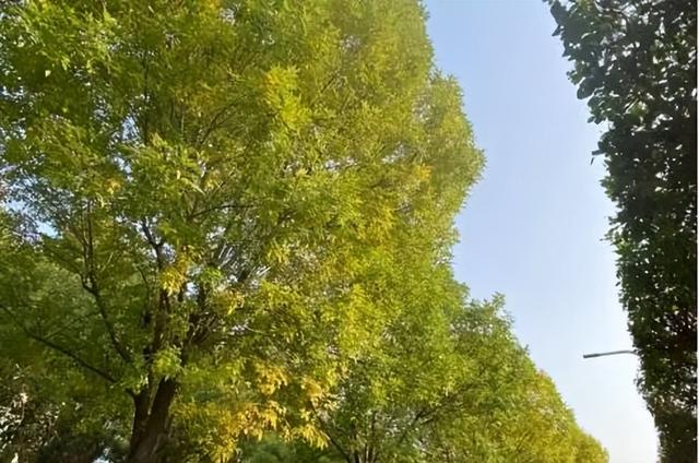 一叶知秋！2025年石家庄市城区赏秋指南来啦 这些地方别错过