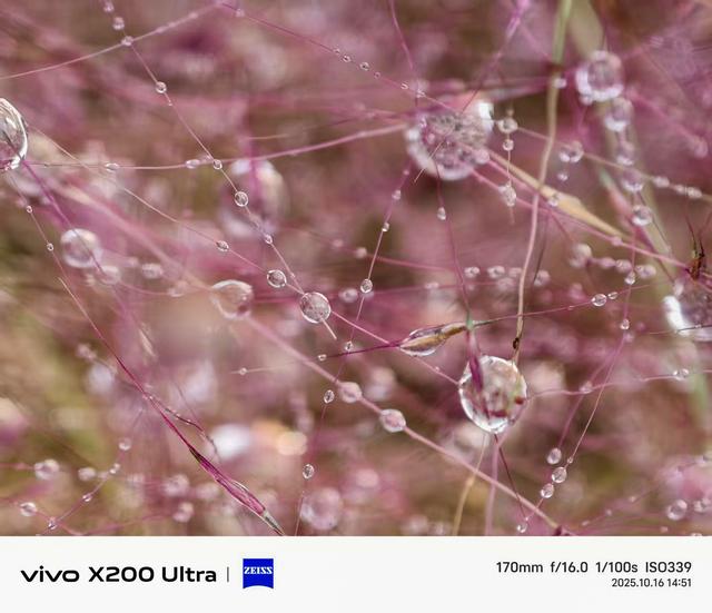合肥蜀山区：雨中粉黛花、小岭南文化赋美、科大硅谷