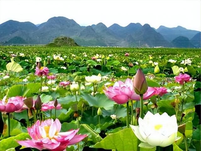 颠覆认知！荷花香气竟源自雄蕊，这些 “香气放大器” 功不可没