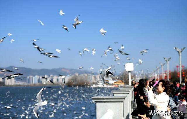 滇池度假区赏杏观鸥超级攻略!2025-2026跨年狂欢!40载人鸥情缘+百场活动承包暖冬