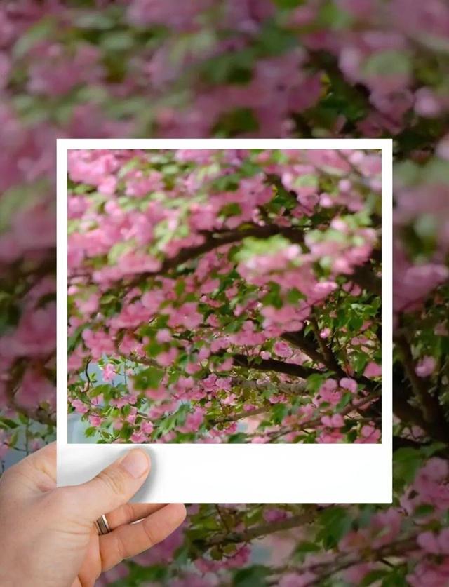 贵阳周边惊现20公里“粉色长廊”，拍照太出片了！人少，还免费~