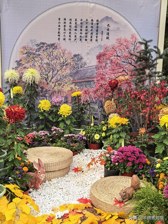 秋风独宠一园菊，晚来香艳出樊篱——北京北海公园2025年菊花展