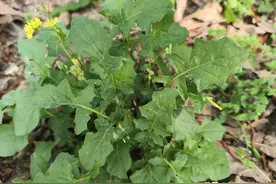 酷似蒲公英，老人叫“还阳草”，有“起死回生”的本领？极为珍贵图片