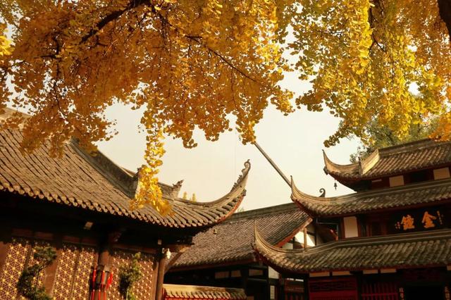 成都银杏即将进入最佳观赏期！2025银杏观叶指数新发布→