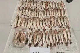 二级保护动物也有人敢卖！男子非法捕捞野生多鳞白甲鱼被抓图片