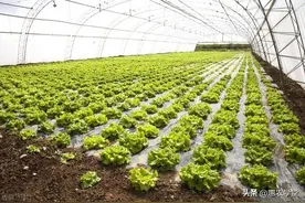 2025年蔬菜种植时间表来了，什么季节该种什么蔬菜，一看就明白！图片