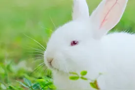 各国绰号怎么来的？中国明明是龙的传人，却被叫作“兔子国”图片