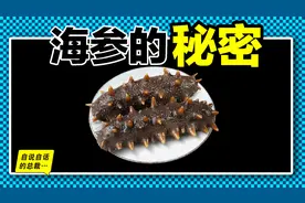 海参：刚刚重新认识的深海精灵，它真的能美容养颜，再生造化吗？图片