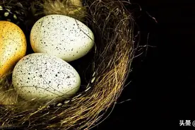 四川村民捡到鸟蛋，回家用母鸡孵出4只“凤凰”，为何却被判刑？图片