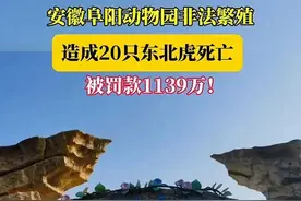 安徽20只老虎离奇死亡，涉事动物园被罚款超千万图片