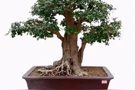 流行的树桩盆景中，保值和有升值空间的十大树种，你家有吗？图片