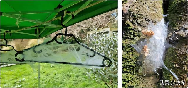 万圣节破布测物种？蜘蛛启发科学家创建人工蛛网	，捕获空气中DNA