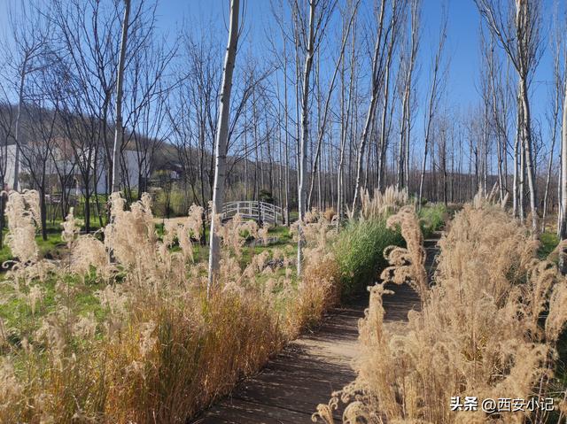 赏柿子不需要去远方，西安这里1小时可达，红柿配村舍，人少景美