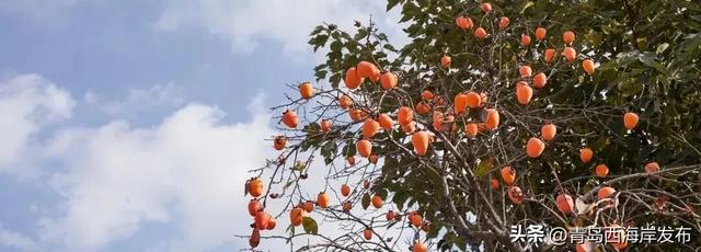 走不出这画了,我已被西海岸的秋景迷倒 🥹