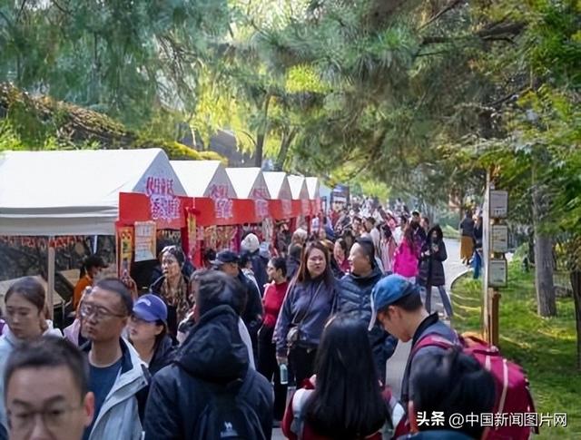 霜降染秋色，层林尽染正当时——香山公园进入红叶最佳观赏期