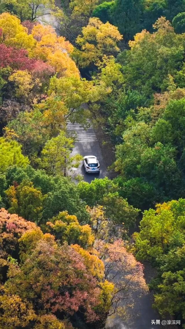 秋色“进度条”加载中，狼山森林公园赏秋点等你来打卡→