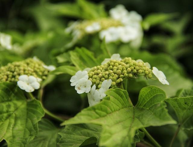 扬州：天下无双的琼花，在廉政广场盛开了