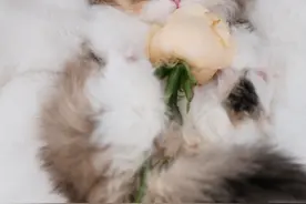 老人说，猫咪养到一半，千万不要送人，原来是有说法的……图片