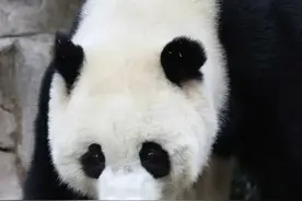 小奇迹回国80多天大变样，这些变化让人惊喜不已，快来看看吧！图片