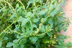 这草是儿时的噩梦，浑身是刺却浑身是宝，尤其是根部拿猪脚都不换图片