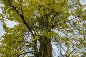 银杏：一个应该灭绝但又没有灭绝的植物，它的存在证明了一个哲理图片