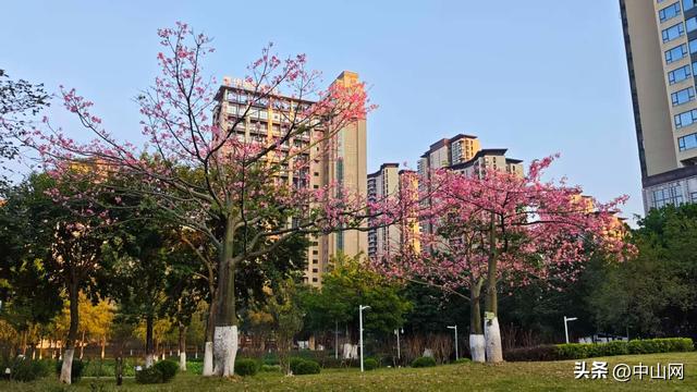 紫花风铃木、美丽异木棉……中山这些公园花开正好，快去打卡