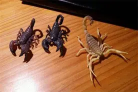 西亚雨林蝎：亚热带雨林中的一个蝎子种类（酷似帝王蝎）图片