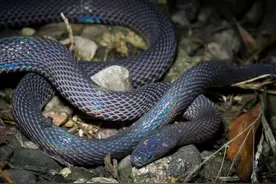 各个省特有的代表蛇种介绍图片